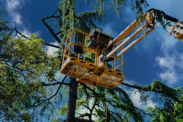 Best Tree Maintenance Programs  in Anoka, MN